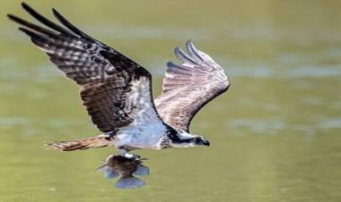 Pesquisa da UFMS aponta mais de 400 espécies de aves em Três Lagoas