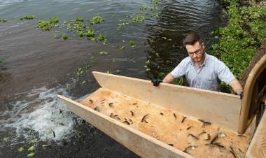 CTG Brasil solta mais de 1 milhão de peixes no rio Paraná