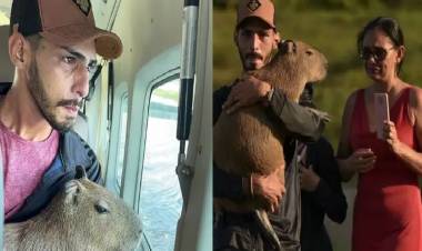 Após dois dias, capivara Filó é devolvida a Tiktoker em decisão da Justiça