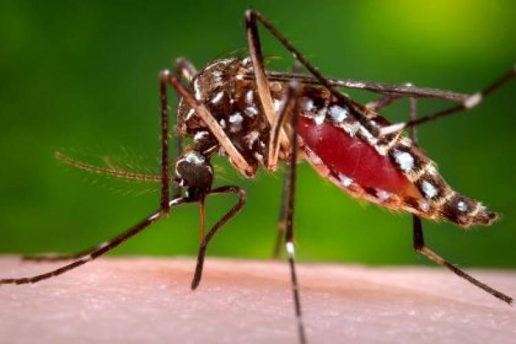 Três Lagoas registra pequena queda nos casos notificados suspeitos de Dengue