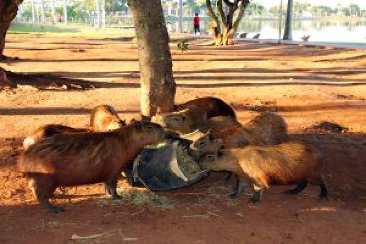 Com pouca vegetação na Lagoa Maior, Equipe de Agronegócio volta a alimentar capivaras