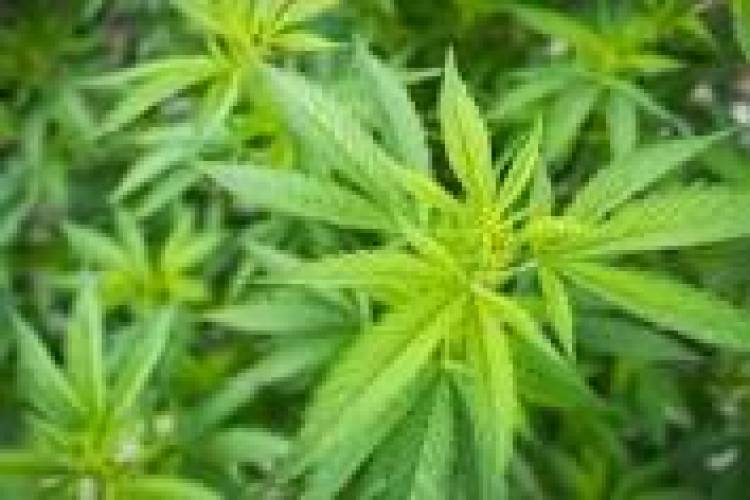 Artigo Jornalístico – Descriminalização da Maconha