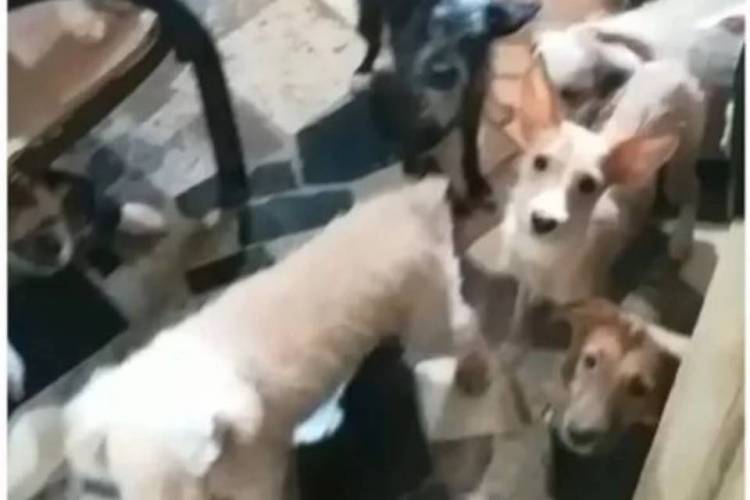 Família é presa por matar cachorros e gatos para vender a carne