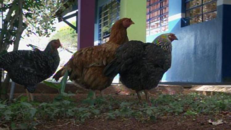 Galinhas doadas combatem escorpiões em escola e conquistam alunos