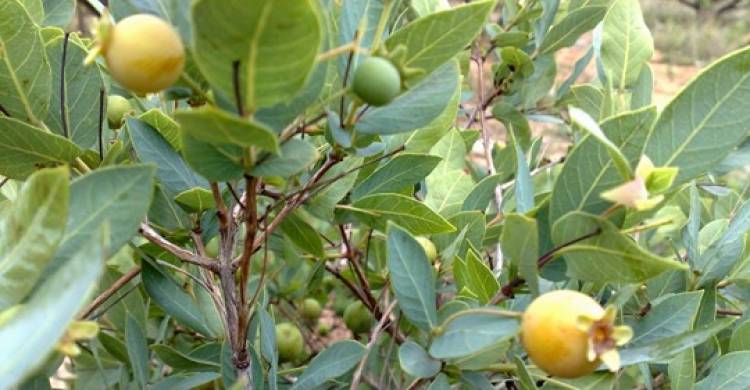 Programa irá plantar pelo menos 3 mil mudas de guavira em cidade do MS