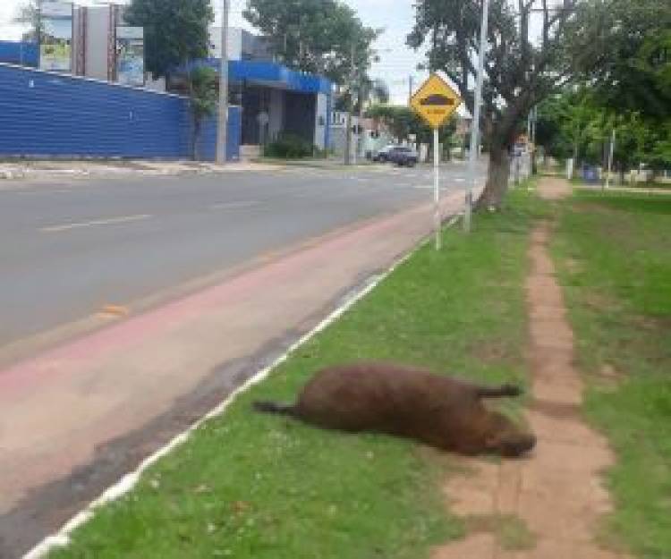 Mesmo com ‘capifaixa’, capivara é atropelada em cidade de MS