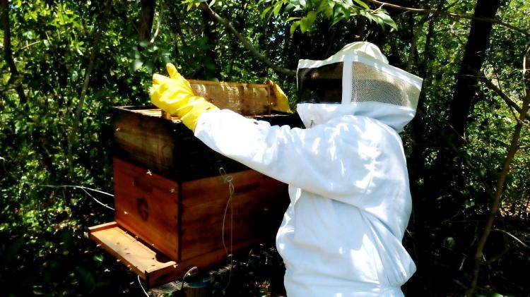 Com recomendações técnicas do Senar, apicultores de MS celebram “saltos” na produção de mel