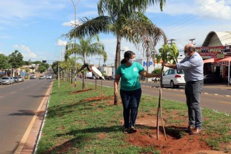 Meio Ambiente inicia plantio e substituição de árvores nas avenidas Capitão Olinto Mancini e Rosário Congro