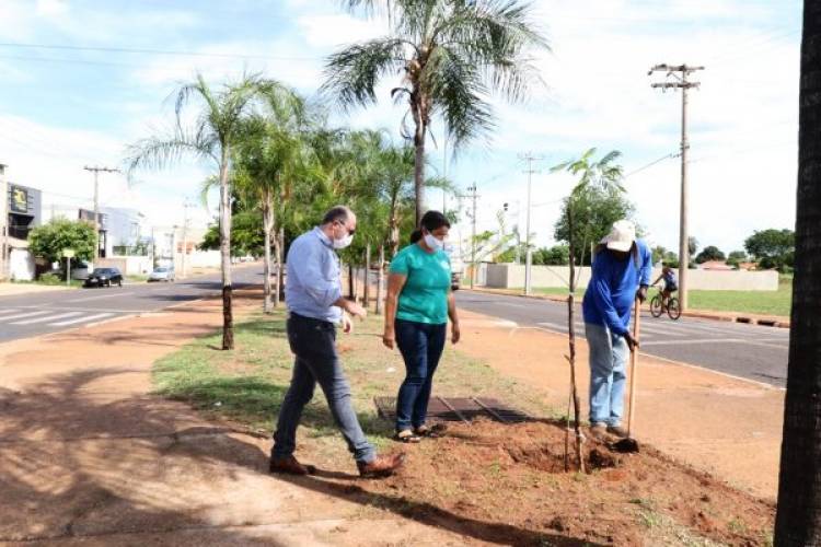 Meio Ambiente inicia plantio e substituição de árvores nas avenidas Capitão Olinto Mancini e Rosário Congro