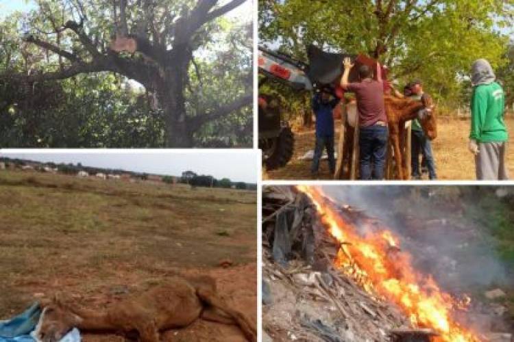 Balanço coloca as queimadas, cortes de árvores e maus tratos a animais como os crimes ambientais mais denunciados em 2020
