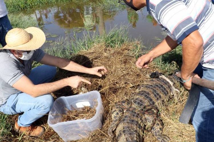 Secretaria de Meio Ambiente coleta 40 ovos de jacaré na Lagoa Maior