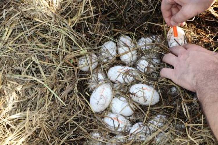 Secretaria de Meio Ambiente coleta 40 ovos de jacaré na Lagoa Maior