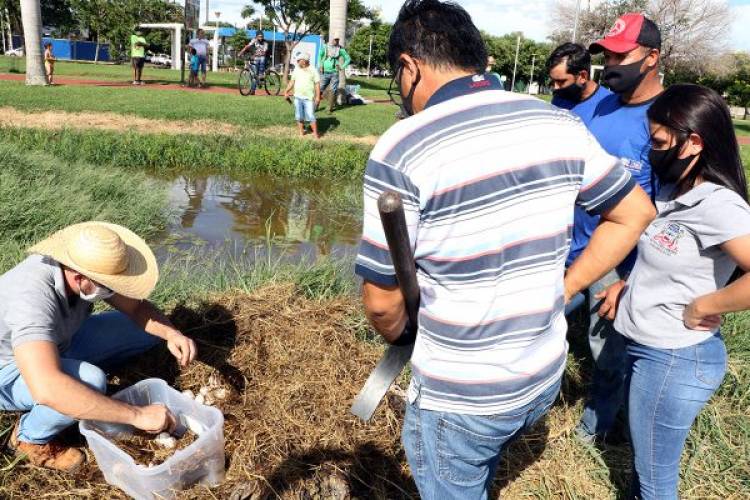 Secretaria de Meio Ambiente coleta 40 ovos de jacaré na Lagoa Maior