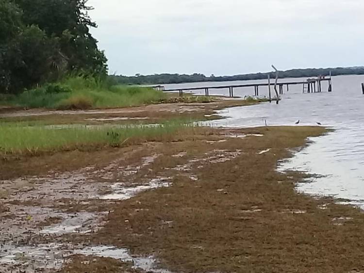 Praia do Maresias seca e Imasul diz que baixa do rio Sucuriu é causada por usina hidrelétrica; empresa nega acusações