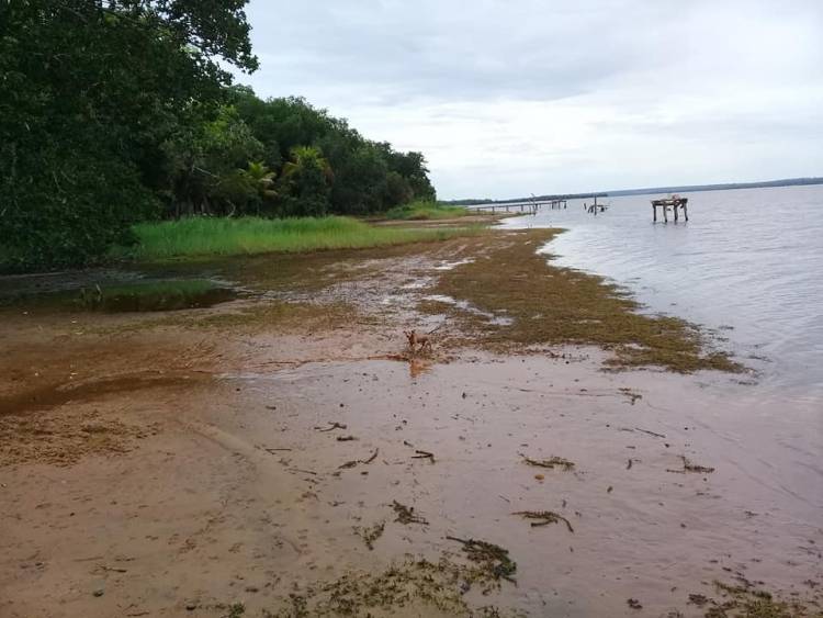 Praia do Maresias seca e Imasul diz que baixa do rio Sucuriu é causada por usina hidrelétrica; empresa nega acusações