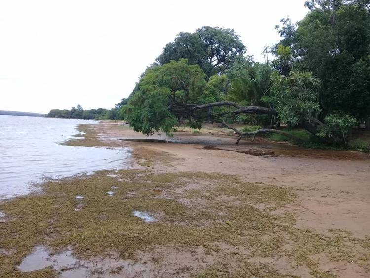 Praia do Maresias seca e Imasul diz que baixa do rio Sucuriu é causada por usina hidrelétrica; empresa nega acusações