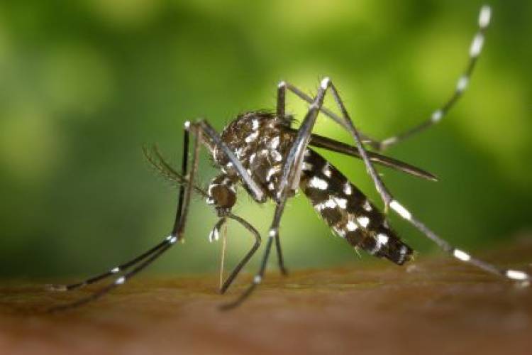 Mosquito da dengue pode escolher locais inusitados para procriar
