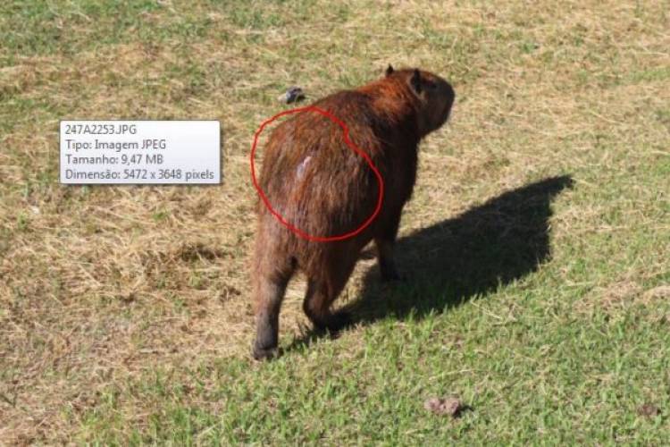 Pescaria irregular resulta em capivara ferida com anzol na Lagoa Maior