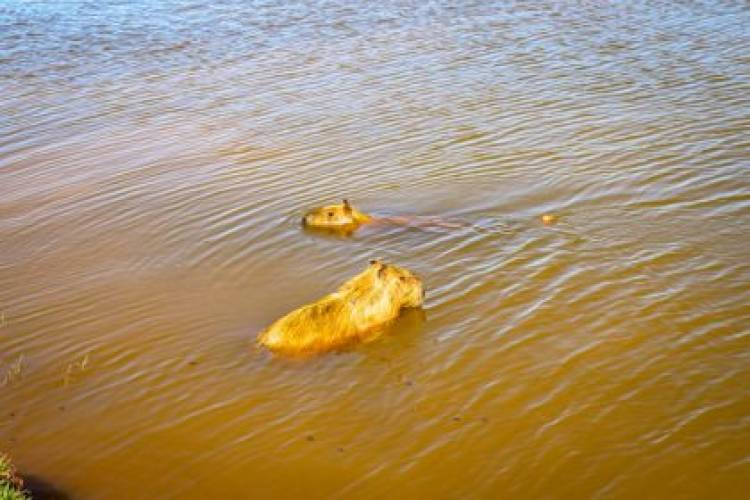 Pescaria irregular resulta em capivara ferida com anzol na Lagoa Maior