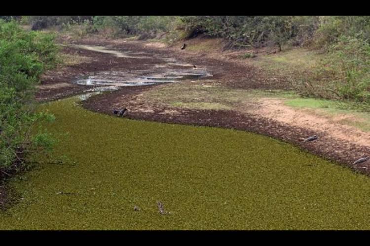 Falta de chuva deve levar governo a decretar emergência ambiental em MS