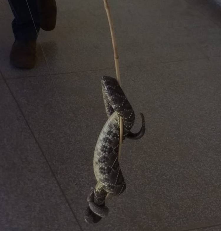 Cobra de 1 metro é capturada por morador próximo a sala de aula