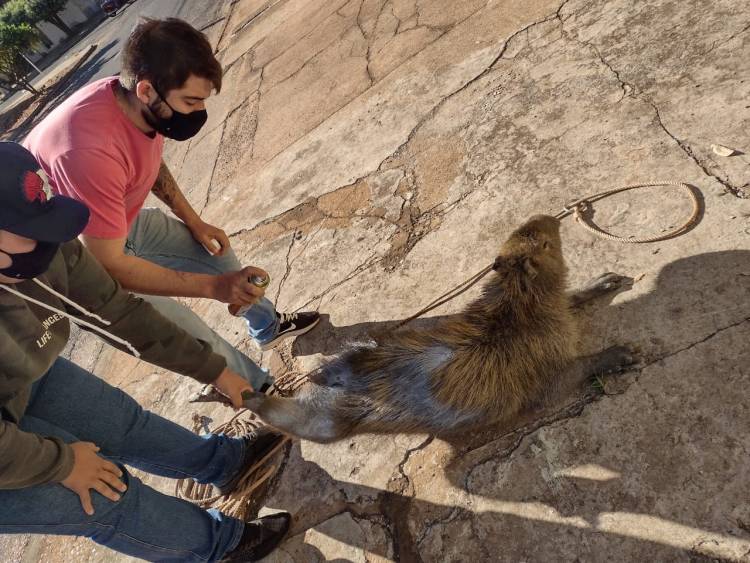  MEIO AMBIENTE Capivara encontrada com ferimentos já está sendo atendida e monitorada