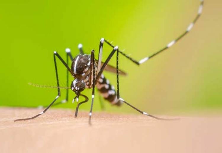 Levantamento de Índice Rápido de Infestação pelo Aedes aegypti (LIRAa) de julho alerta população sobre cuidados de limpeza no inverno