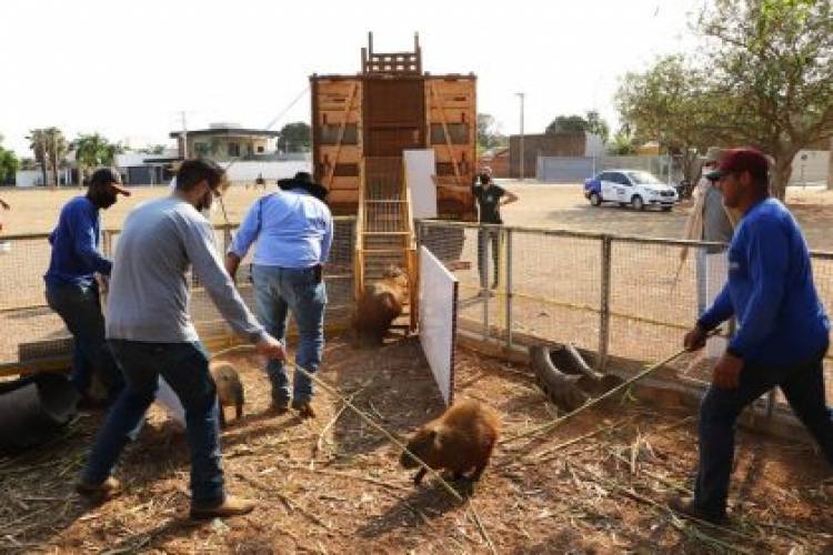 Segundo manejo do mês, Meio Ambiente encaminha 37 capivaras para o Parque do Pombo