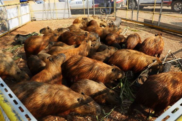 Segundo manejo do mês, Meio Ambiente encaminha 37 capivaras para o Parque do Pombo