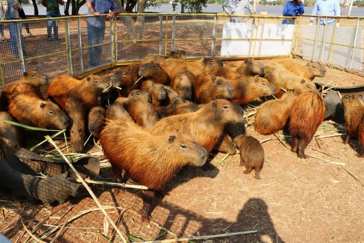 Segundo manejo do mês, Meio Ambiente encaminha 37 capivaras para o Parque do Pombo