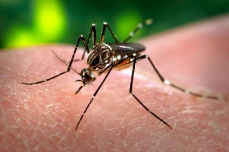 Saúde de Três Lagoas registra 34 casos suspeitos de dengue nesta semana