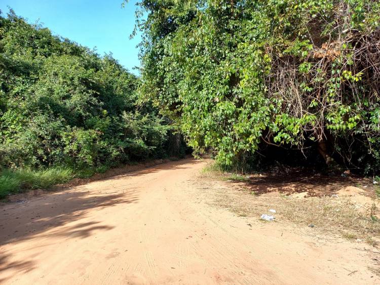 Presidente da Câmara de Vereadores  Dr. Cassiano Maia solicita poda de árvores e arvoredos na mata ciliar da Lagoa Amarela