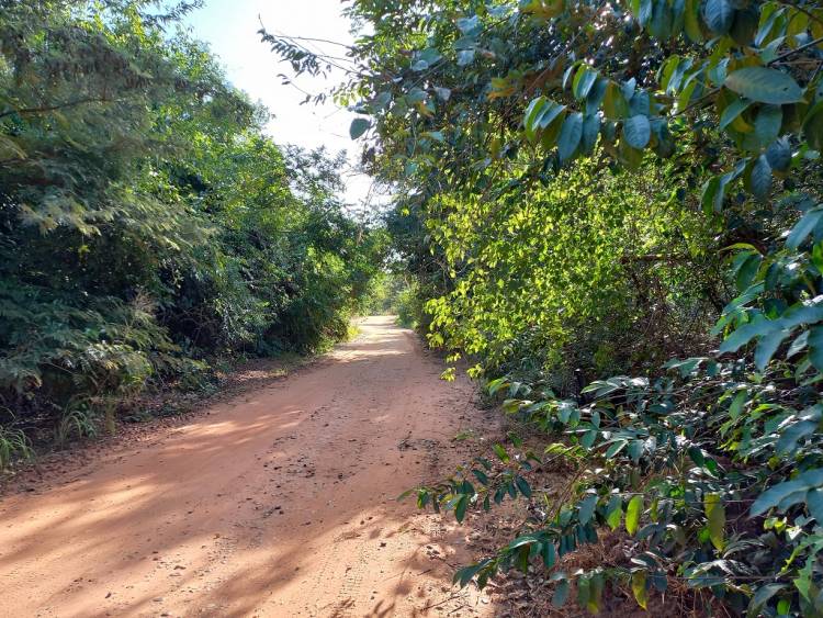 Presidente da Câmara de Vereadores  Dr. Cassiano Maia solicita poda de árvores e arvoredos na mata ciliar da Lagoa Amarela