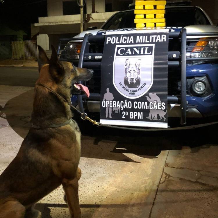 Polícia Militar – CANIL DO 2º BPM de Três Lagoas realiza apreensão de 22kg de maconha