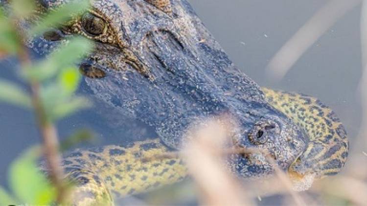 Sucuri comete ‘erro de matemática’ e vira lanche de jacaré em Mato Grosso do Sul