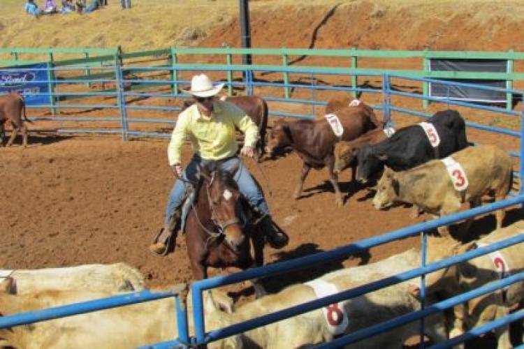 2º Campeonato de Ranch Sorting agita Três Lagoas nesta sexta e sábado (04 e 05)