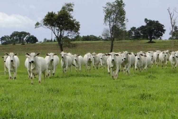 Agronegócio inicia Programa de Inseminação Artificial para pequenos produtores de Três Lagoas