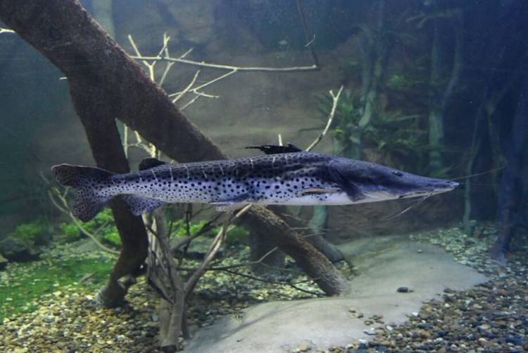 Pesca do Pintado é liberada em Mato Grosso do Sul