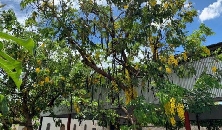 Enxame de abelhas provoca suspensão de aulas em escola em Três Lagoas