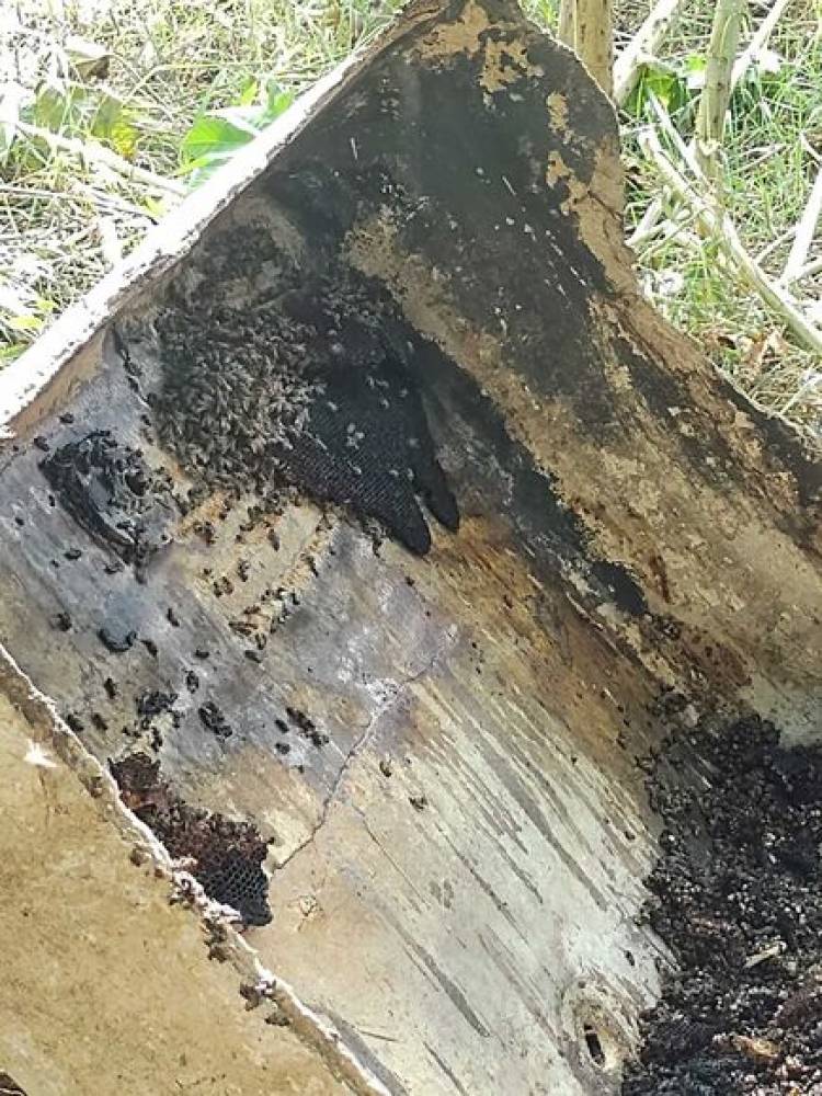 Bombeiros fazem operação de extermínio de abelhas após idoso ser atacado no Santa Luzia
