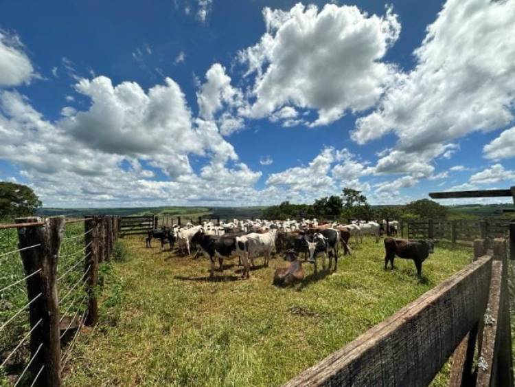 Polícia prende suspeito por furto de 110 cabeças de gado nelore