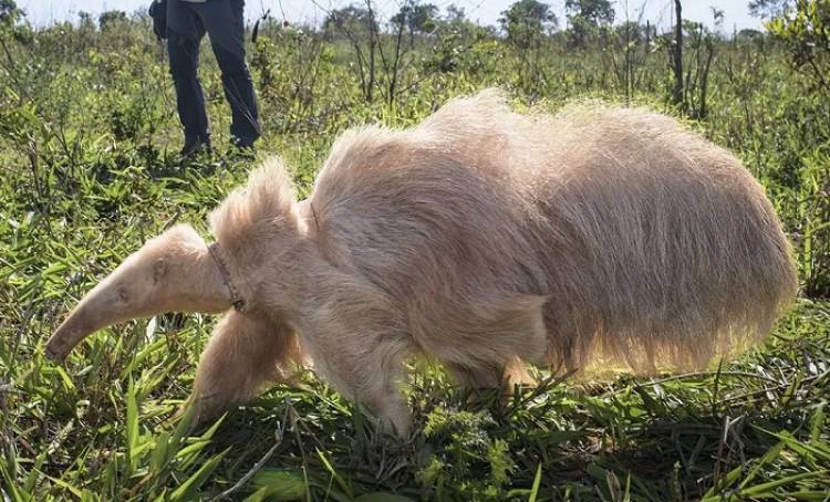  Descoberto em agosto, em uma fazenda particular em Três Lagoas (MS) , Único no mundo, tamanduá albino,Alvin é o único tamanduá-bandeira albino vivo no mundo.