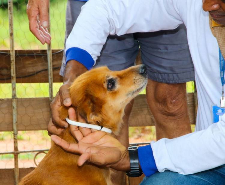 Prefeitura de Três Lagoas inicia 2ª fase do Encoleira Cão