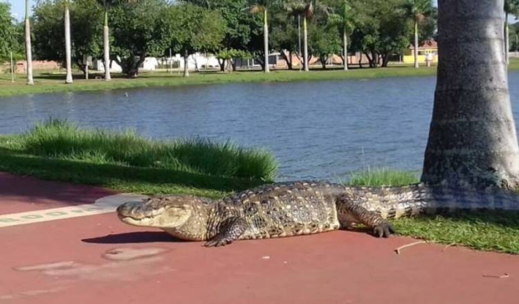 Jacaré é visto por moradores ao redor da Lagoa Maior