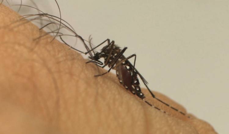 Três Lagoas contabiliza quase mil casos de dengue