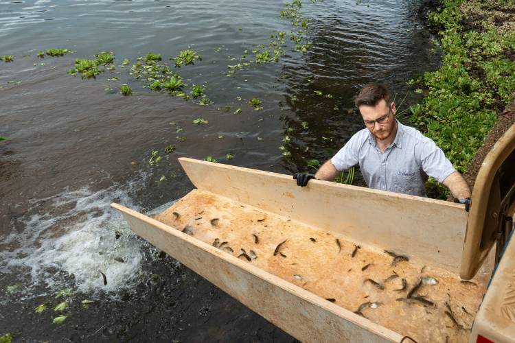 CTG Brasil solta mais de 1 milhão de peixes no rio Paraná